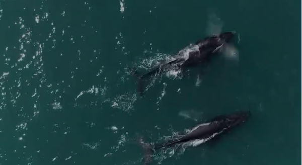 Baleias Jubarte migram para o litoral do Espírito Santo durante os meses de inverno, entre Junho e Novembro