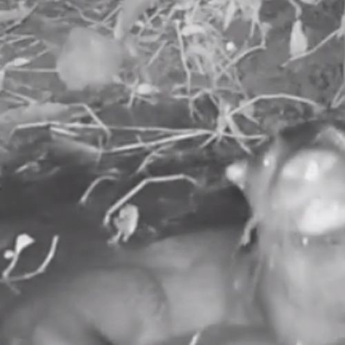 Lontra é flagrada pela primeira vez em parque de Vitória