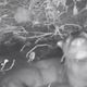 Imagem - Lontra é flagrada pela primeira vez em parque de Vitória