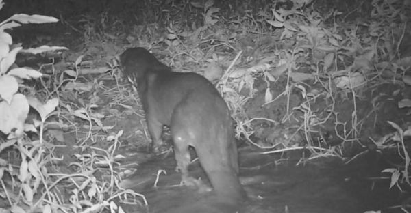 Uma Lontra foi flagrada em um parque de Jardim Camburi, em Vitória