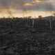 Área de pasto queimado as margens da Br-319 próximo a Humaitá . A cidade do sul do Amazonas, está no entroncamento da BR-319 com a Rodovia Transamazônica que é a região com maior taxa de desmatamento do estado