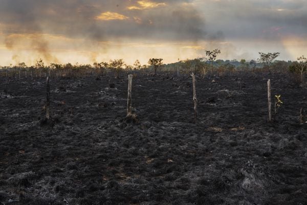 Área de pasto queimado as margens da Br-319 próximo a Humaitá . A cidade do sul do Amazonas, está no entroncamento da BR-319 com a Rodovia Transamazônica que é a região com maior taxa de desmatamento do estado