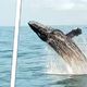 Imagem - Baleia jubarte é flagrada por capixaba em Aracruz: "Pura sorte"