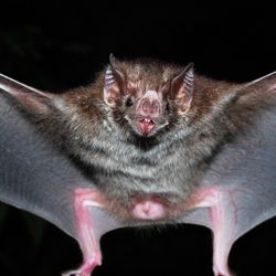 O vírus Nipah é mais um exemplo dos desafios impostos pela crescente interação entre seres humanos, animais silvestres e ambientes naturais, um fenômeno intensificado pelo desmatamento, pela urbanização acelerada e pelas mudanças climáticas