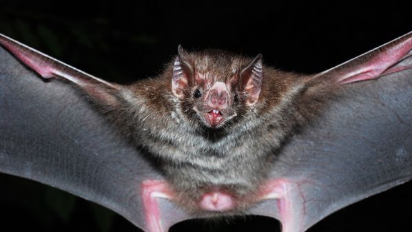 O vírus Nipah é mais um exemplo dos desafios impostos pela crescente interação entre seres humanos, animais silvestres e ambientes naturais, um fenômeno intensificado pelo desmatamento, pela urbanização acelerada e pelas mudanças climáticas