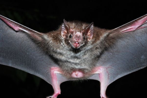 Os morcegos são transmissores do vírus da raiva e podem atacar animais domésticos
