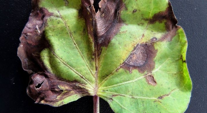 Este foi o primeiro registro mundial do fungo na parte foliar do tubérculo, anteriormente encontrado na China, na fase de pós-colheita da batata-doce