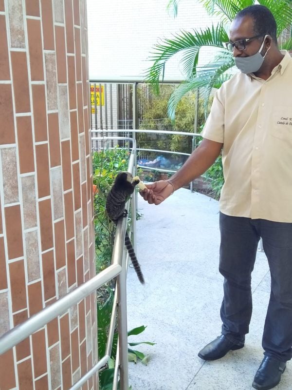Saguis foram vistos em condomnínio de Itapoã, em Vila Velha, nesta quarta-feira (22)
