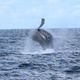 Imagem - Espetáculo no mar: baleias dão show para turistas no litoral do ES
