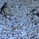 Imagem - Pinguins começam a chegar a praias do ES; saiba como acionar resgate