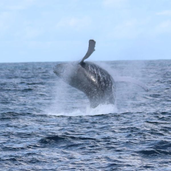 O fotógrafo Paulo Souza regsitrou as Baleias Jubarte no litoral do Espírito Santo