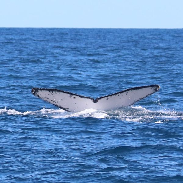 Baleia fotografada  a aproximadamente 30 quilômetros da costa capixaba por Paulo Souza