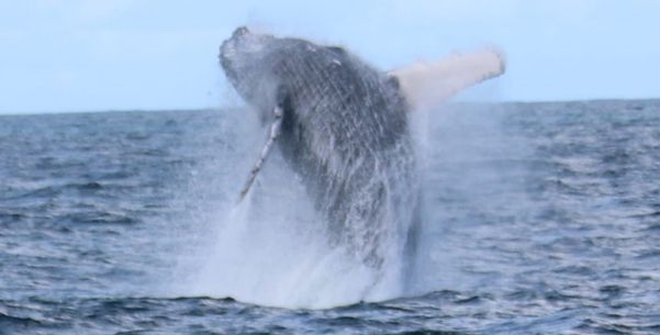 O fotógrafo Paulo Souza registrou as baleias no litoral do Espírito Santo