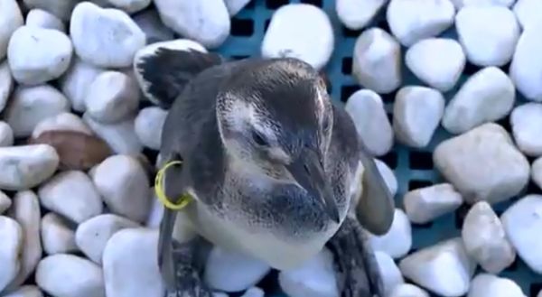 Pinguim-de-magalhães encontrado no litoral do Espírito Santo