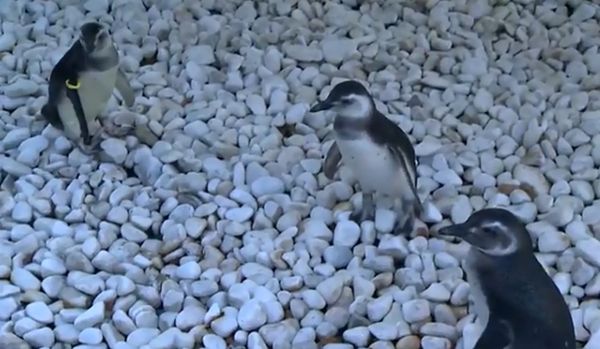 Pinguins encontrados no litoral do ES se recuperam no Ipram, em Cariacica, antes de voltar ao mar