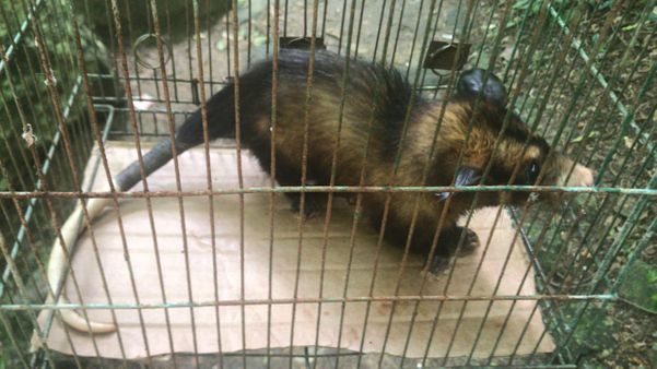 Muitos animais silvestres são encontrados em Vitória por conta da grande área verde da Capital