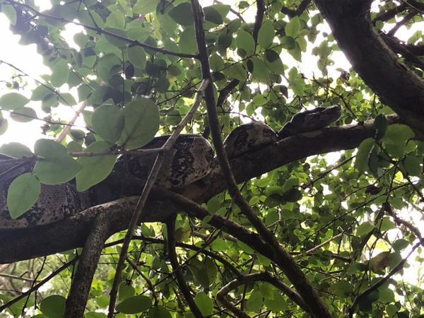 Muitos animais silvestres são encontrados em Vitória por conta da grande área verde da Capital