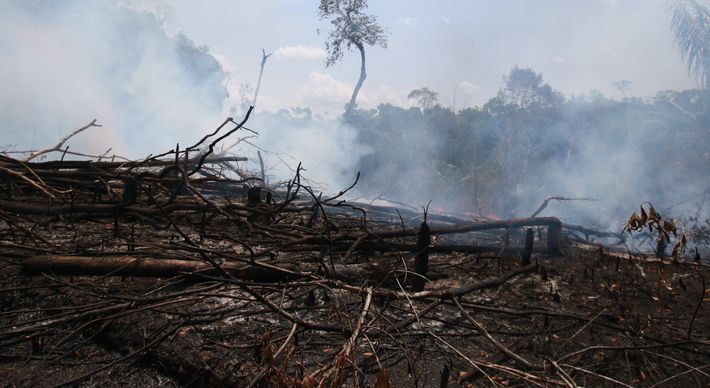 Desmatamento da Amazônia Legal, no primeiro semestre de 2021, é a maior em seis anos, e equivale a mais de três mil quilômetros quadrados