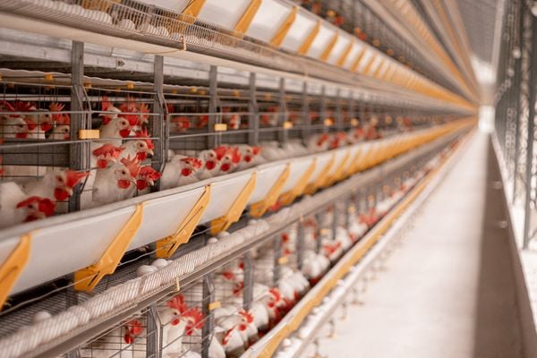 Condomínio avícola da Coopeavi, empreendimento que não para de investir e se mantém competitivo no mercado
