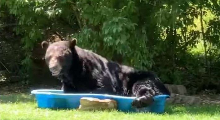 A norte-americana reside há 12 anos na mesma casa, localizada na região da Floresta Nacional George Washington e está acostumada a tirar fotos de animais