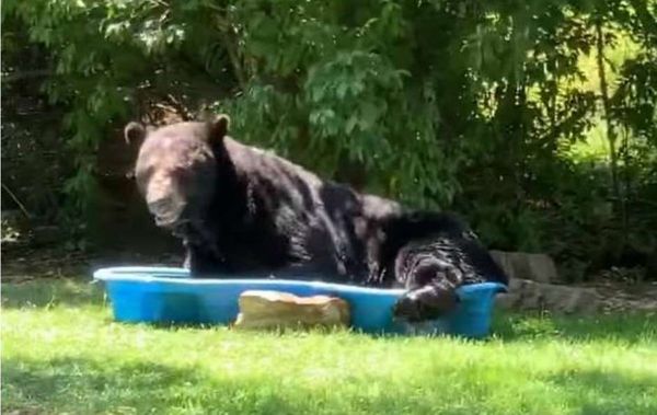Urso é flagrado tomando banho em piscina nos Estados Unidos 