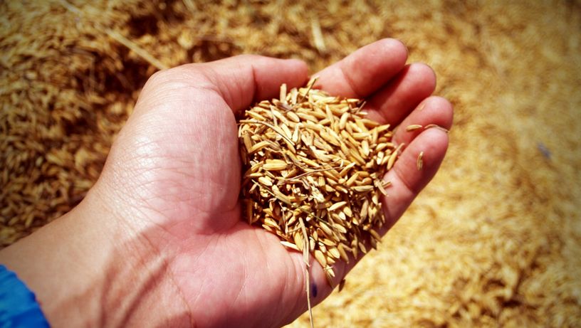 Plantio de arroz - agricultura