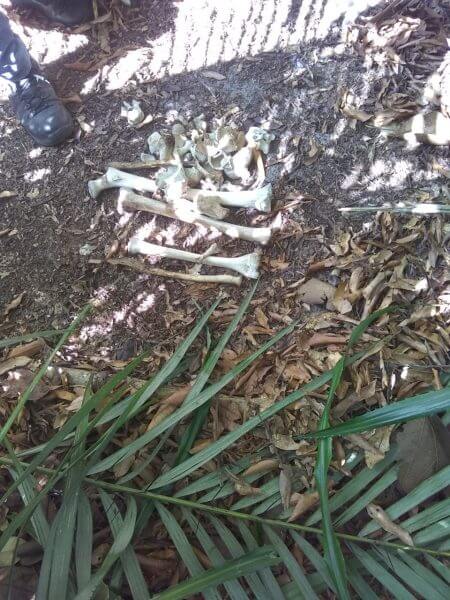 Um crânio e ossos humanos foram encontrados no último domingo (26) em uma área de restinga