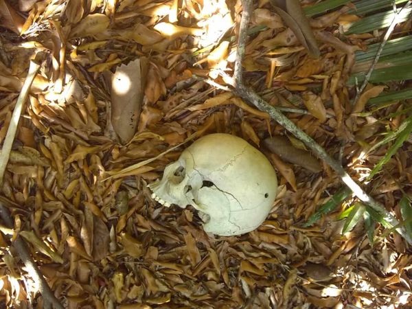 Um crânio e ossos humanos foram encontrados no último domingo (26) em uma área de restinga