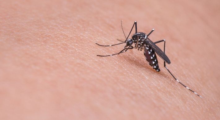 Surto de dengue fez com que número de casos em 2022 já superasse o do ano passado inteiro e é o pior da década no Distrito Federal e em Goiás, Piauí, Rio Grande do Sul, Santa Catarina e Tocantins.