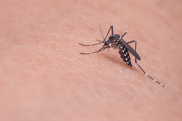 Mosquito Aedes aegypti é o transmissor da dengue, vírus zika e chikungunya