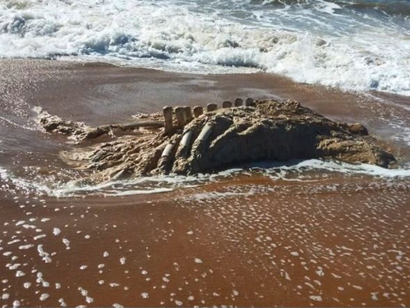 Carcaça de baleia é  encontrada Pontal do Ipiranga, litoral de  Linhares por TV Gazeta Norte | Reprodução 