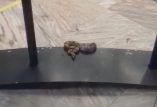Cobra foi encontrada dentro de agência do Banco do Brasil em castelo. Crédito: Reprodução / Vídeo