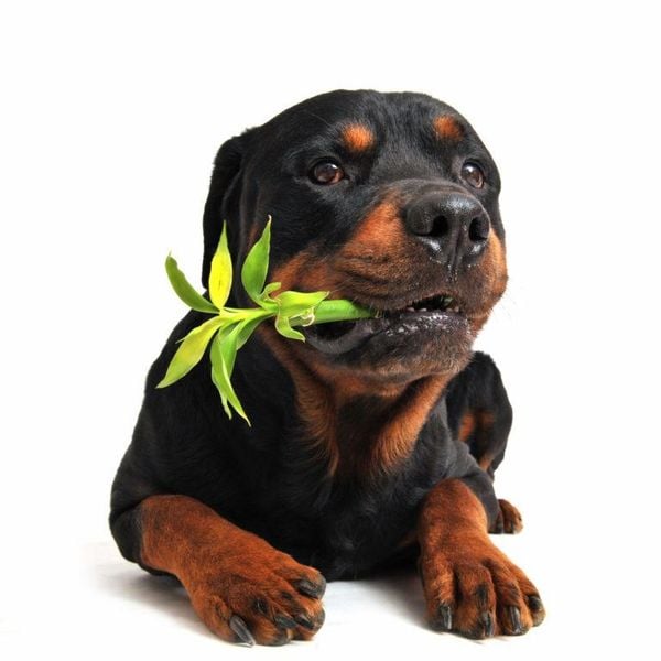 Cachorro comendo planta