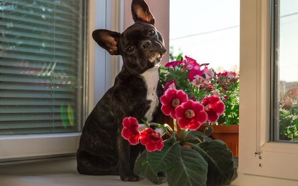 Cão com flores