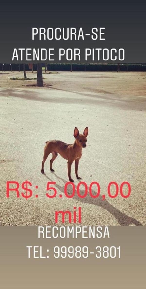 Dono oferece recompensa de R$ 5 mil por cachorro perdido