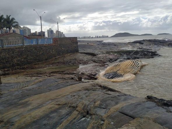 Baleia jubarte é encontrada morta na Pedra do Siribeira, em Guarapari por Instituto Orca/Divulgação