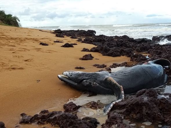 Filhote de baleia jubarte é encontrado morto na Serra por DFA Semma Prefeitura da Serra/Divulgação