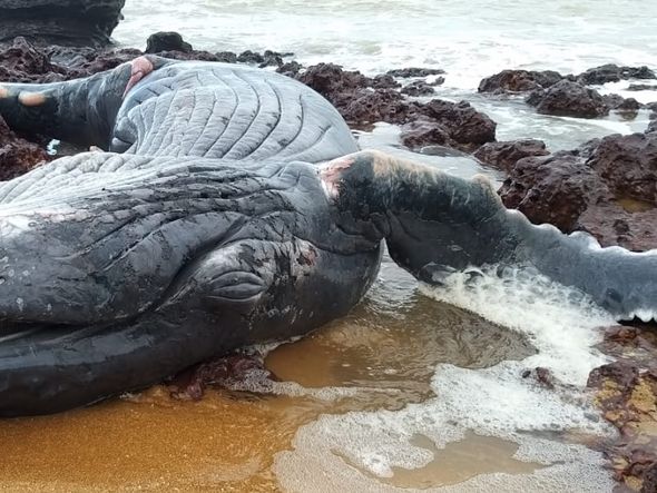 Filhote de baleia jubarte é encontrado morto na Serra por DFA Semma Prefeitura da Serra/Divulgação
