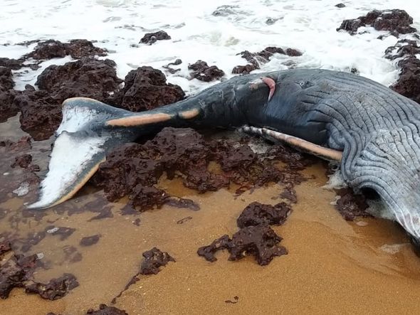 Filhote de baleia jubarte é encontrado morto na Serra por DFA Semma Prefeitura da Serra/Divulgação