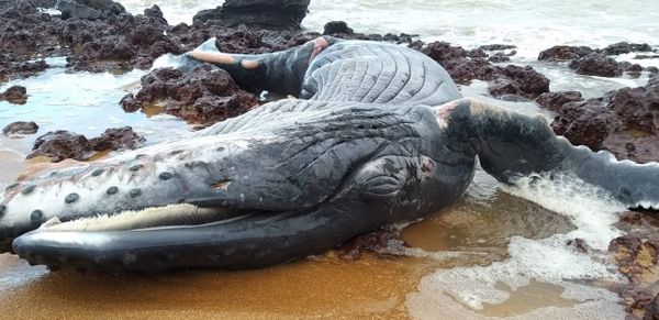 Filhote de baleia jubarte é encontrado morto na Serra