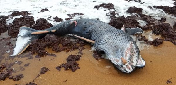 Filhote de baleia jubarte é encontrado morto na Serra