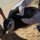 Imagem - Pinguim é resgatado em praia de Marataízes