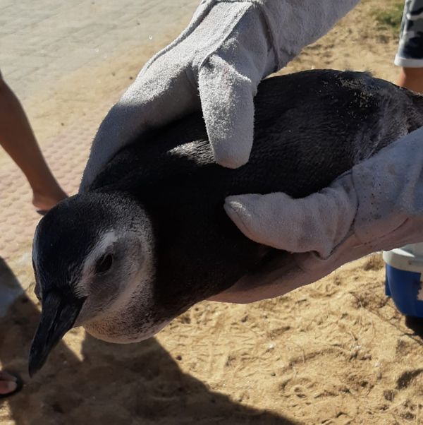 Pinguim é resgatado em praia de Marataízes