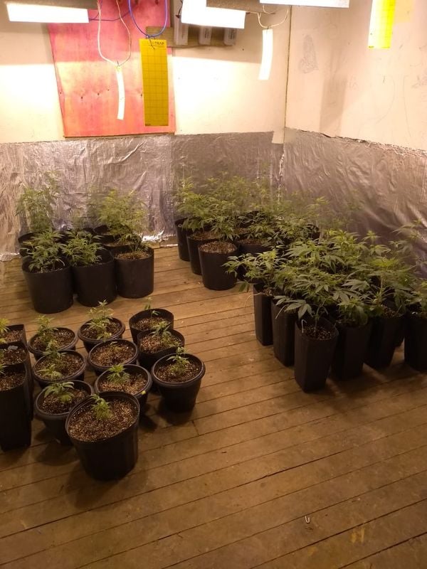 A Polícia Civil, com o apoio da Polícia Militar, encontrou um laboratório de maconha na zona rural de Alfredo Chaves