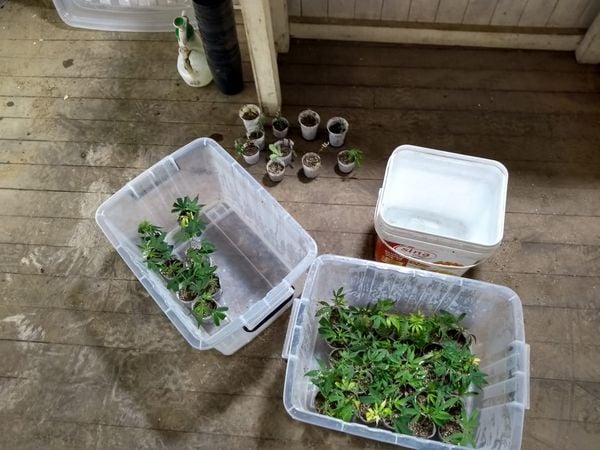 A Polícia Civil, com o apoio da Polícia Militar, encontrou um laboratório de maconha na zona rural de Alfredo Chaves