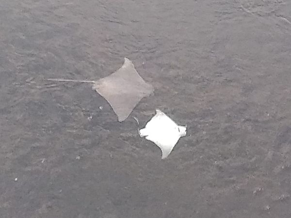 Arraias foram encontradas mortas em baixo da Ponte de Camburi, em Vitória por Eduardo Lino / Internauta 