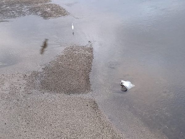 Arraias foram encontradas mortas em baixo da Ponte de Camburi, em Vitória por Eduardo Lino / Internauta 
