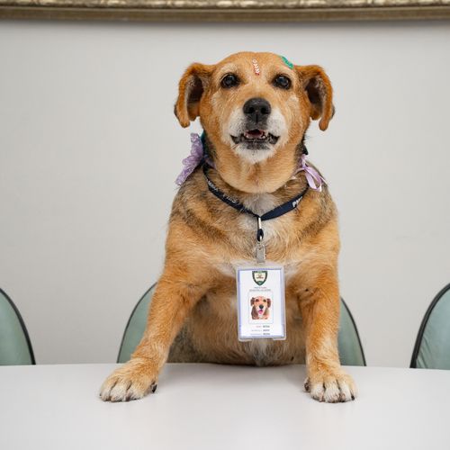 Conheça Sesa Caramelo, a cachorrinha que conquistou servidores da Serra