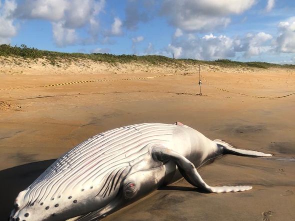 Baleia é encontrada morta na praia de Guriri, em São Mateus por Divulgação