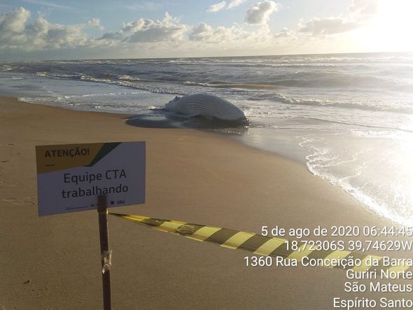 Baleia é encontrada morta na praia de Guriri, em São Mateus por Divulgação